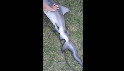 Extraña criatura capturada por pescadores en Florida es identificada como depredador deformado