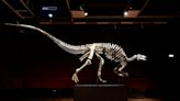 1.5億年前「侏儸紀恐龍化石」10月登巴黎拍賣 估價破4千萬