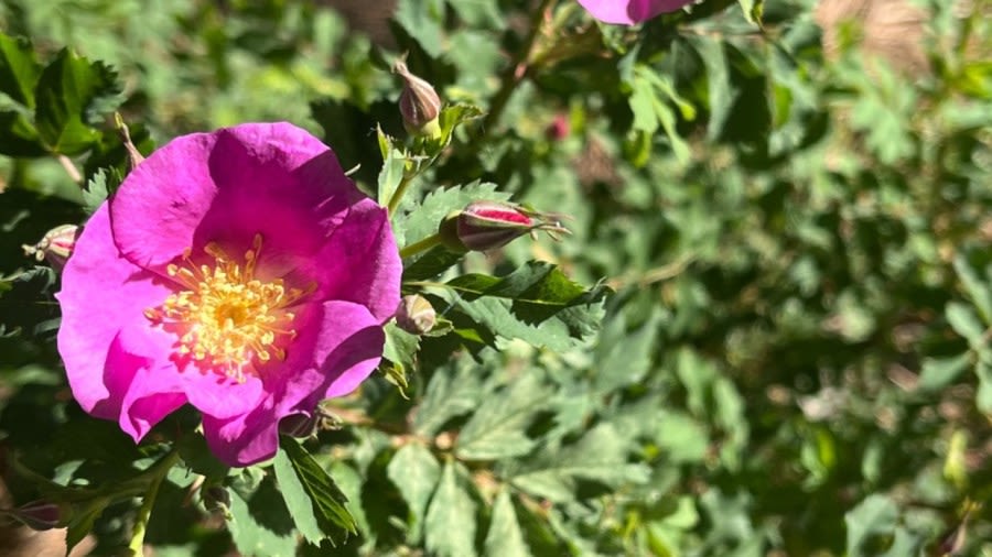 Amache rose blooms in Denver 80 years after being planted by Granada inmates
