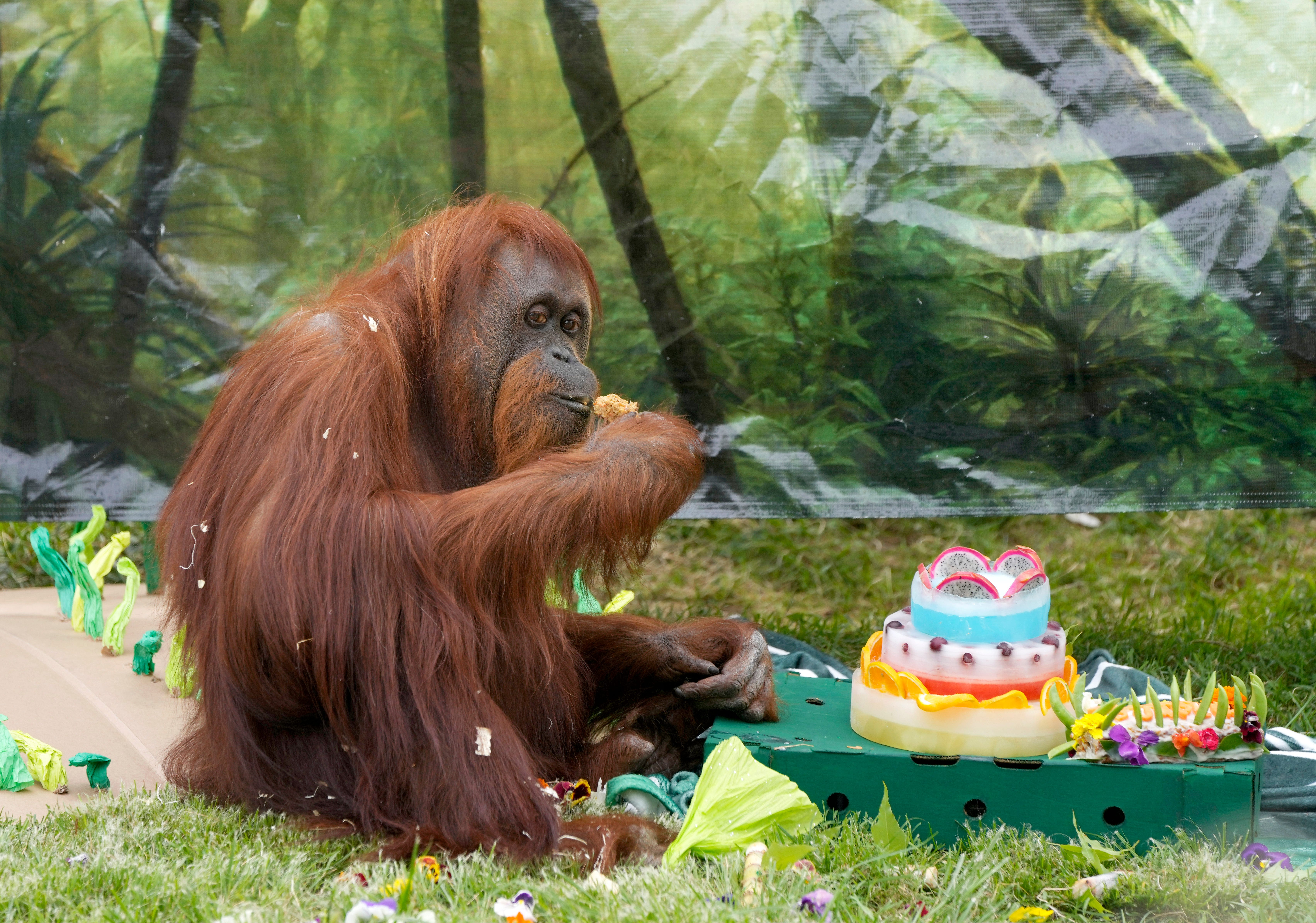 Columbus Zoo holds 50th birthday party for Dumplin, one of the oldest orangutans in the US