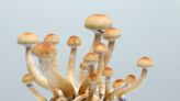 ‘Magic mushrooms’ may soon be used for therapy in San Diego County