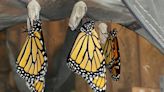 Saving Monarch butterflies
