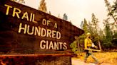 Trail of 100 Giants reopens Friday as forest officials prep for California wildfire season