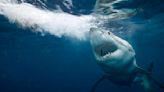 Swimmer Seriously Injured in South California Shark Attack