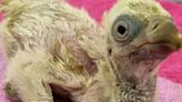 London Zoo: Vulture Rupert is 'key step forward' for species