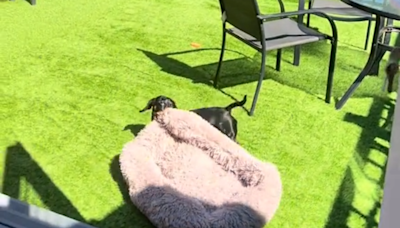 Relatable moment dachshund drags bed outside to sunbathe: "Sun worshipper"