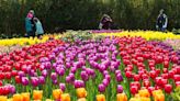 It’s not too late to view the tulips! These Skagit tulip farms are extending the festival