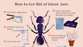 How to Get Rid of Ghost Ants