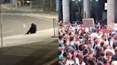 Causa indignación cruel asesinato de Pancho y Chita, dos chimpancés que se habían escapado de su hábitat