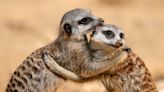 Five meerkats drop dead at Philadelphia zoo after exposure to mystery ‘toxin’