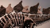 Le plus grand squelette de stégosaure aux enchères