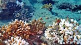 Mueren millones de corales por ola de calor en BCS