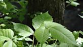 Where is poison ivy found in NC? How to avoid and remove the itchy plant