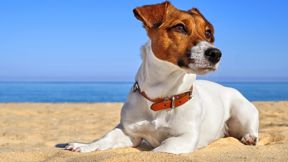 Crowd Goes Crazy Over Jack Russell Terrier Who Fearlessly Jumps Into the Water at the Beach