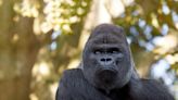 What a gorilla named Lia taught scientists about human facial expressions