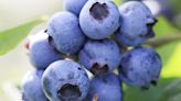 CERTIFIED TEXAS EXPERT GARDENER — It’s harvest time. Grab a pail and pick blueberries. - Port Arthur News