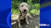 Pet of the Week: Cooper, the energetic Doodle