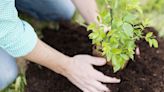 Wisconsin DNR encourages people to plant trees for Arbor Day