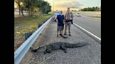 9-foot alligator taking the expressway is pulled over by Florida trooper, photos show