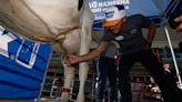 Kyle Larson milks a cow at IMS as part of Indy 500 rookie initiation