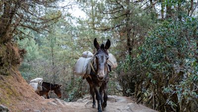 Image of Mule Rescue Team Heading to Help Hurricane-Ravaged Western North Carolina Is So Touching