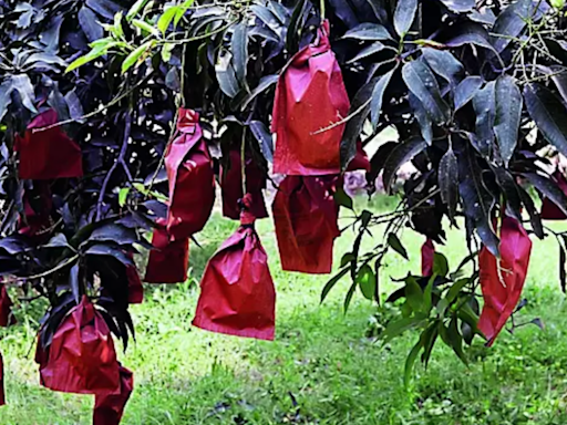 Malihabad mangoes beat heat, pests with butter paper shield | India News - Times of India