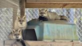 Foxes rescued from fur farm have new home at Nassau County wildlife sanctuary