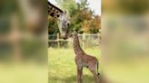 A Texas zoo is mourning the death of its 31-year-old giraffe, Twiga
