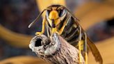 UK warned to brace itself for surge of Asian hornets