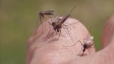Fort Bend County reports first positive West Nile virus mosquito sample for the year