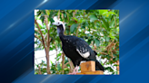 Missing blue-throat piping guan found