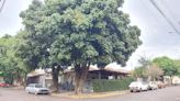 Com conteúdo gratuito disponível on-line, 'Guia de Arborização Urbana' orienta sobre o plantio de árvores em Presidente Prudente