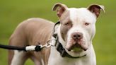 XL bully dog ban to begin on New Year’s Eve