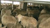 Australia Sets Date for End of Live Sheep Exports