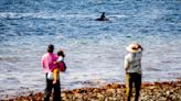 In Seattle, phones ding. Killer whales could be close