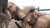 Zoo Knoxville's three African elephants moving to a sanctuary to live out their final years