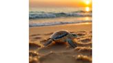 This May the Sea Turtle Nesting Season in the Mexican...Caribbean 2024 Began and Sunset Royal Beach Stands Out As One of Its...
