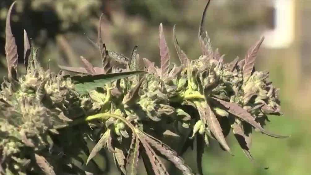 Marijuana legalization supporters blast bill passed by New Hampshire Senate