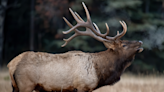 Redwood Park Rangers Explain Why Not All Elk Lose Their Antlers During the Winter