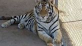 Se roban a Baluma, un tigre de bengala en Hermosillo