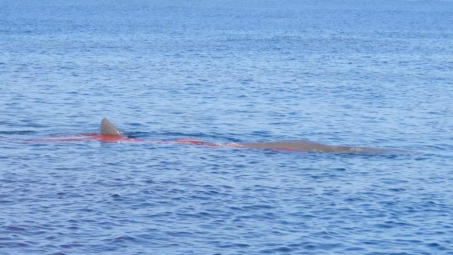 Sperm whale killed by ship in Strait of Gibraltar