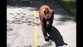 Bear follows hiker for nearly 4 minutes after sniffing her leg