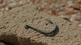 6,000-year-old fishing hook — used for catching sharks — unearthed near Israeli coast