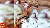 Rise in Antimicrobial Resistance in Tamil Nadu's Poultry Sector | Chennai News - Times of India