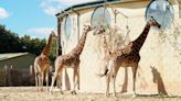 Zoo welcomes new giraffe arrival with a love-heart on its cheek