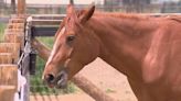 Colorado Horse Rescue develops app to streamline help with animals during evacuations