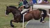 Aiken's horse: Fedarman B carries on Annie Goodwin's Olympic dream
