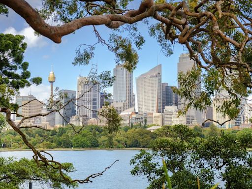 Sydney's tree wars: Greed and harbour views fuel vandalism