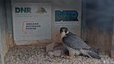 Indiana Michigan Power asks for help naming Fort Wayne-born falcon chicks