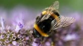 Unbee-lievably, Bees Can Recognise Human Faces